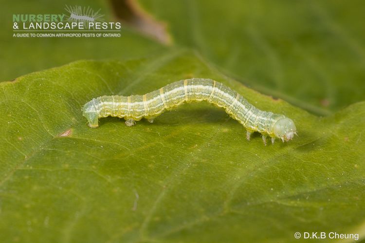 Alsophila pometaria Alsophila pometaria Guide to Nursery and Landscape Arthropod Pests