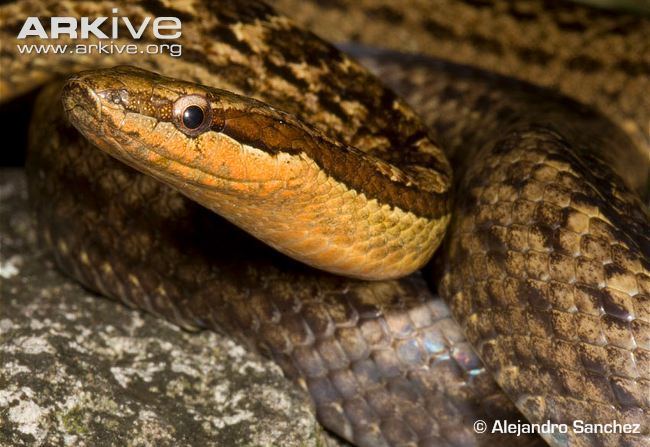Alsophis Antiguan racer videos photos and facts Alsophis antiguae ARKive