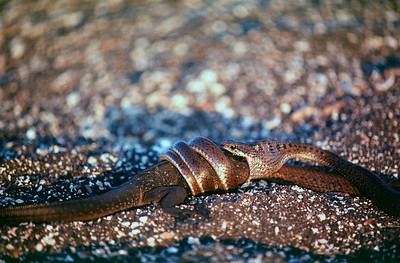Alsophis Galapagos Snakes Visual Escapes Images