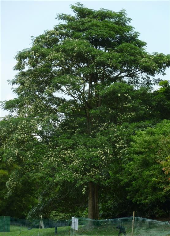 Alstonia angustiloba Alstonia angustiloba tree Nearly 20m Eco Lake Singapore Flickr