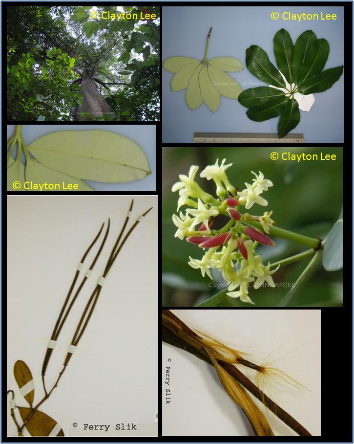 Alstonia angustiloba wwwasianplantnetApocynaceaeAlstoniaangustilob