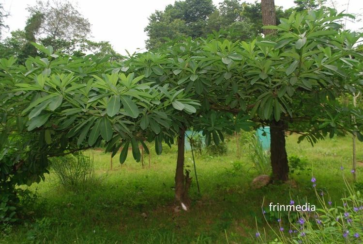 Alstonia boonei FRIN HERBAL GARDEN ForestCruise