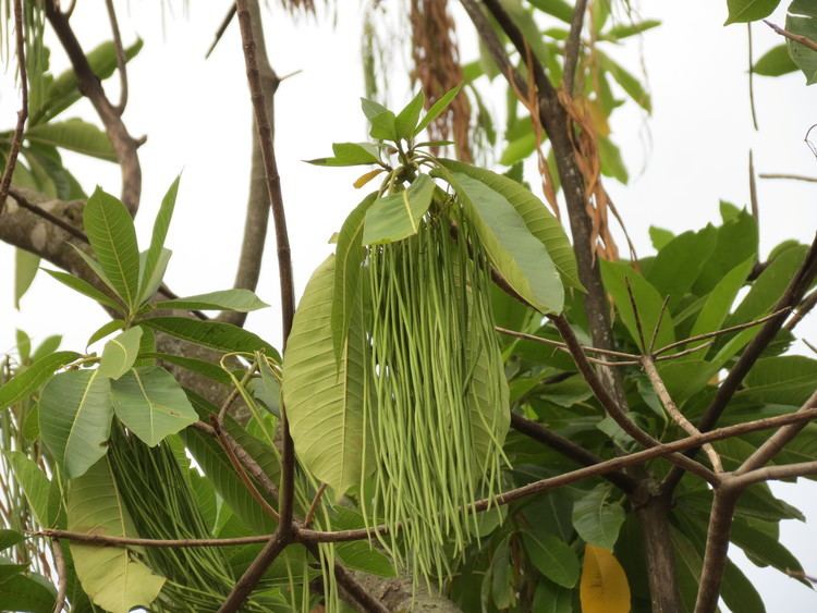 Alstonia macrophylla Alstonia macrophylla Images Useful Tropical Plants