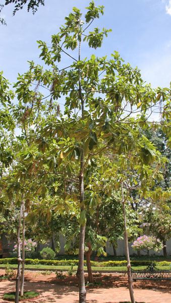 Alstonia macrophylla Alstonia macrophylla Hortipedia