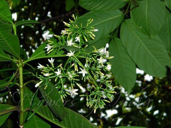 Alstonia macrophylla Alstonia macrophylla Batino