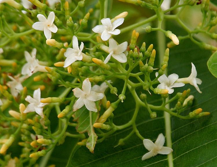 Alstonia macrophylla Alstonia macrophylla Wall Checklist View