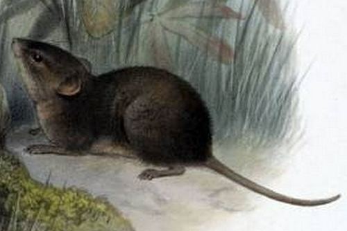 Alston's brown mouse