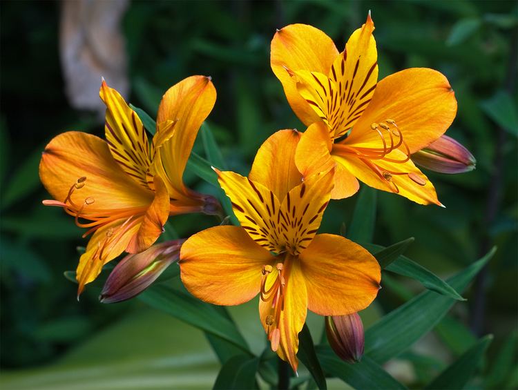 Alstroemeria httpsuploadwikimediaorgwikipediacommonsaa