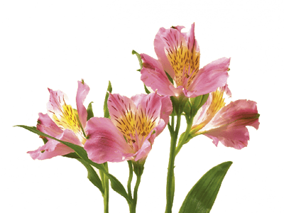 Alstroemeria Alstroemeria Peruvian Lily Flower Meaning amp Symbolism Teleflora