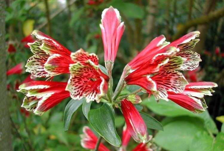 Alstroemeria psittacina The Parrot Lily Alstroemeria psittacina pulchella