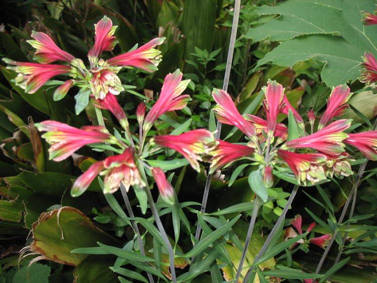 Alstroemeria psittacina Online Plant Guide Alstroemeria psittacina Inca Lily Parrot Lily