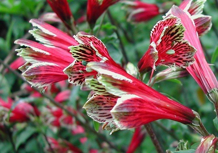 Alstroemeria psittacina The Parrot Lily Alstroemeria psittacina pulchella