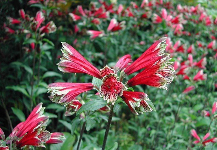 Alstroemeria psittacina wwwstrangewonderfulthingscomAlstroemeriapsitta