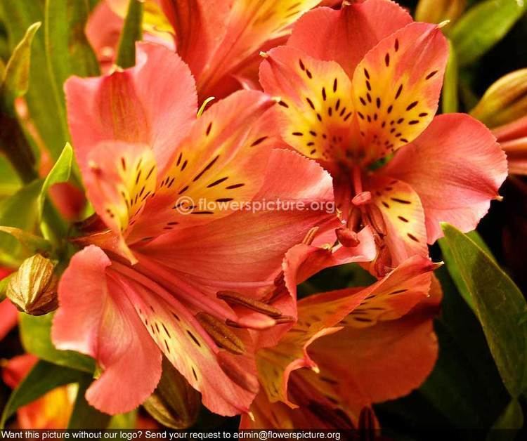 Alstroemeriaceae Alstroemeriaceae Pink Yellow Fantasy Banglore Flower Show Jan 2013