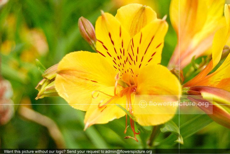 Alstroemeriaceae Alstroemeriaceae