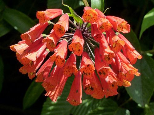 Alstroemeriaceae Alstroemeriaceae of Ecuador Flickr