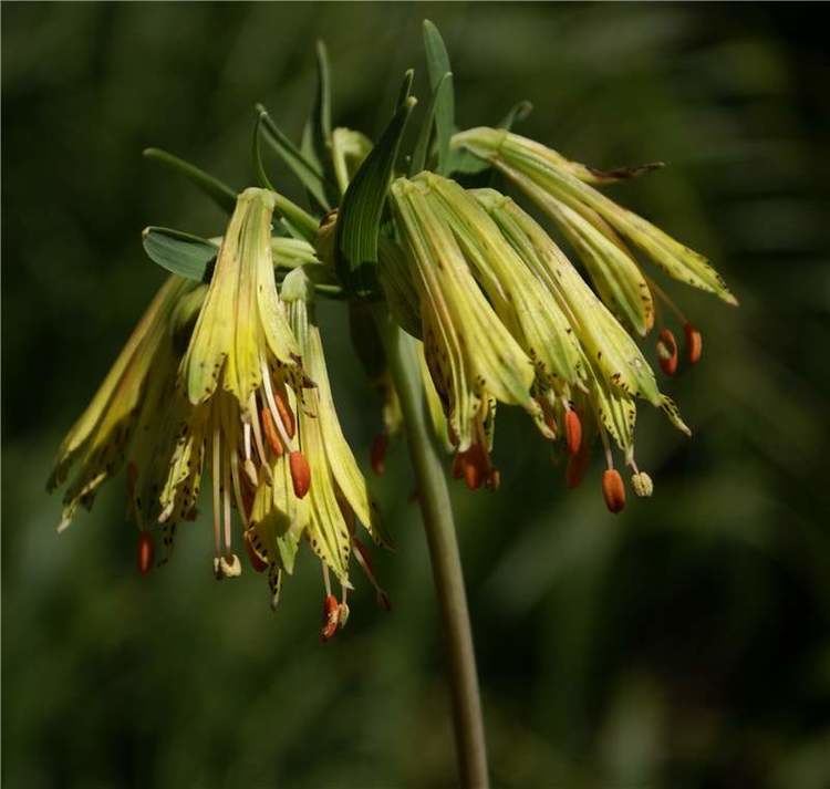 Alstroemeriaceae Neotropical Alstroemeriaceae Neotropikey from Kew