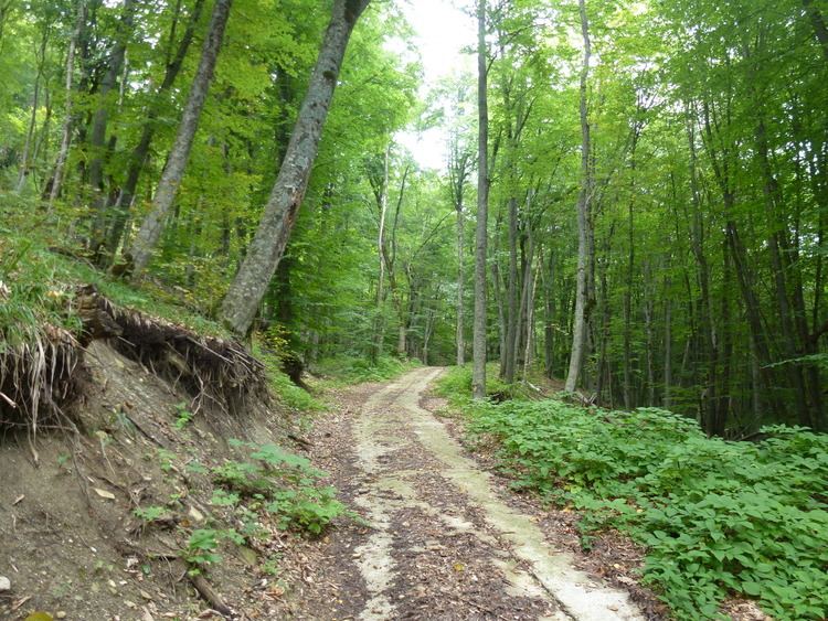 Altıağac Woods in the Six Trees National Park Altaac Milli Park Track