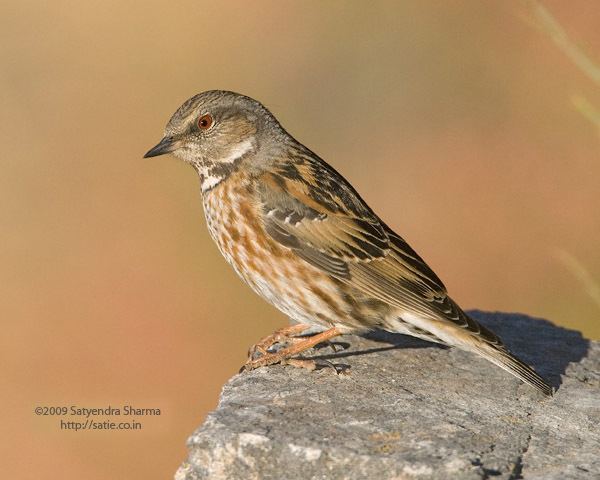 Altai accentor orientalbirdimagesorgimagesdataaltaiaccentor02jpg