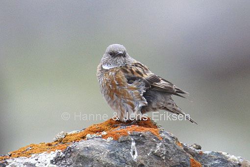 Altai accentor Altai Accentor Himalayan Accentor