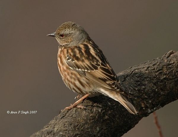 Altai accentor Oriental Bird Club Image Database Altai Accentor Prunella himalayana