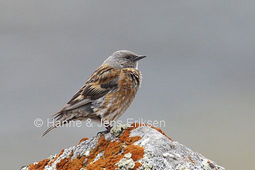 Altai accentor Altai Accentor Himalayan Accentor