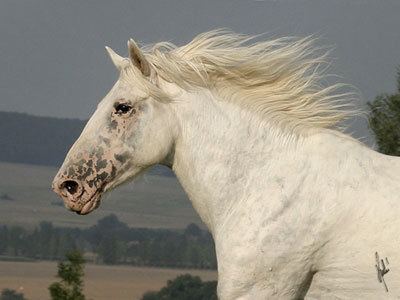 Altai horse Horse Breeds Altai