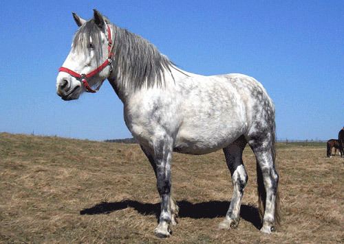 Altai horse Altai Horse Breed of The Week The Equinest
