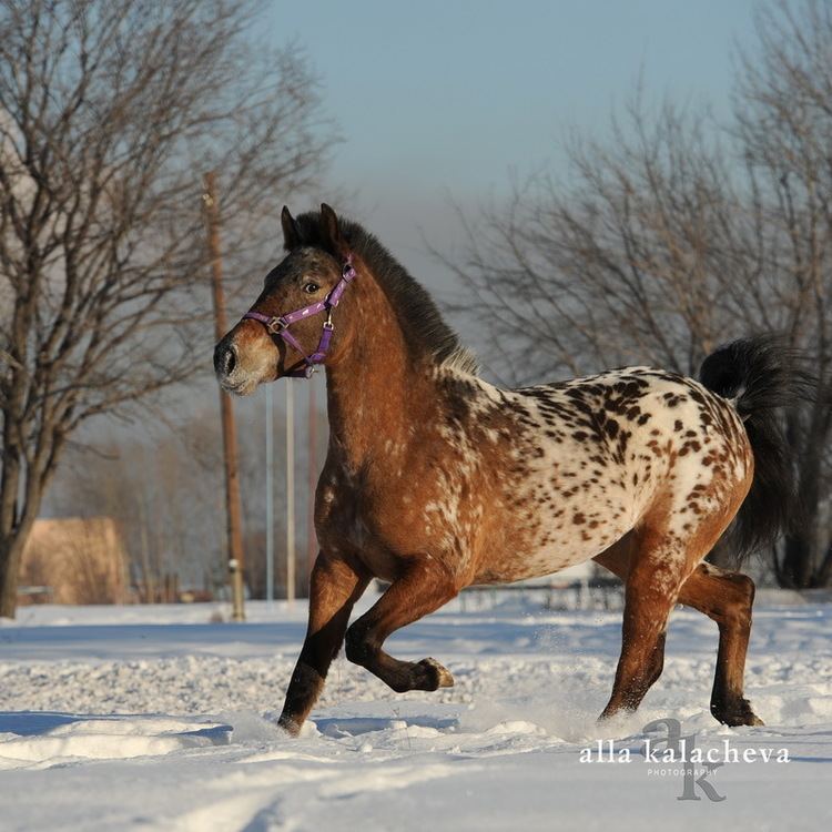 Altai horse httpssmediacacheak0pinimgcomoriginalsd7