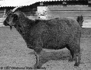 Altai Mountain goat wwwansiokstateedubreedsgoatsaltaimountainal