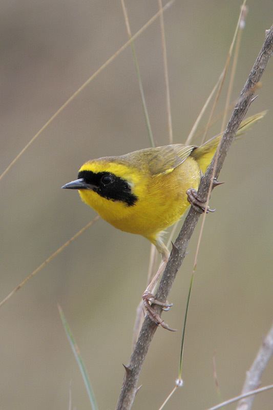 Altamira yellowthroat Altamira Yellowthroat BirdForum Opus