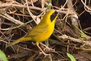 Altamira yellowthroat More on Geothlypis flavovelata Altamira Yellowthroat