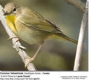 Altamira yellowthroat More on Geothlypis flavovelata Altamira Yellowthroat