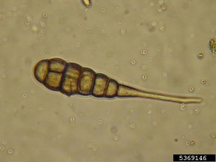 Alternaria solani Early blight Alternaria solani on Tomato Lycopersicon esculentum