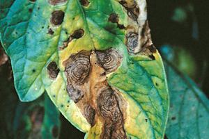 Alternaria solani Early blight of Potato and Tomato