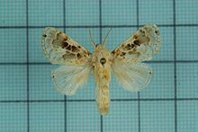 Altha (moth) httpsuploadwikimediaorgwikipediacommonsthu