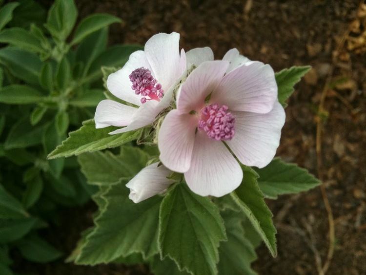 Althaea officinalis Benefits Of Marshmallow Althaea Officinalis For Health Tips