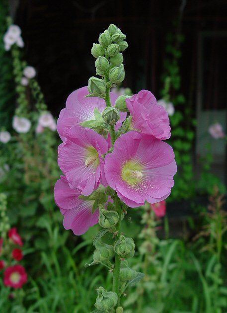 Althaea (plant) Althea rosea page