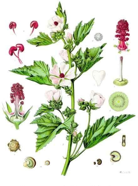 Althaea (plant) Althaea officinalis Wikipedia