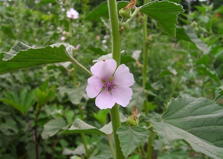 Althaea (plant) Buy Marshmallow Althaea officials Seeds Plants Leaf Herbal