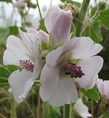 Althaea (plant) httpsuploadwikimediaorgwikipediacommonsthu