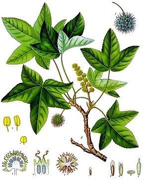 Altingiaceae Altingiaceae Wikipedia
