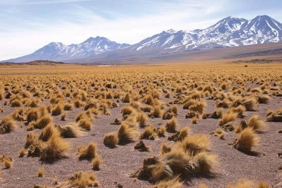 Altiplano Altiplano Britannicacom