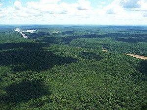 Alto Paraná Atlantic forests httpsuploadwikimediaorgwikipediacommonsthu