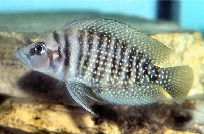 Altolamprologus calvus White Pearly Calvus Altolamprologus calvus Cichlid Fish Guide