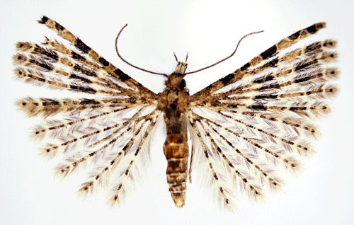 Alucita hexadactyla Alucita hexadactyla Insecta Lepidoptera Alucitidae