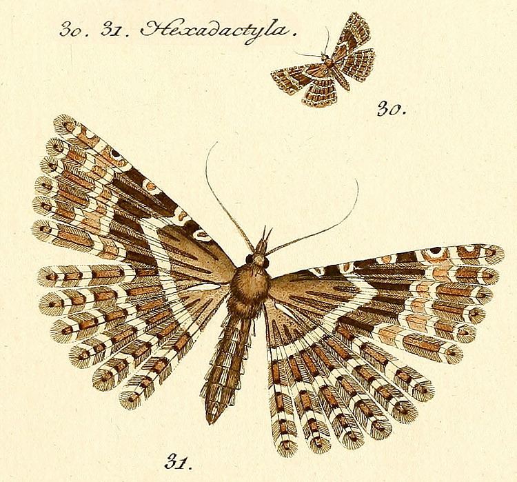 Alucita hexadactyla British Insects Plume moths Alucita L