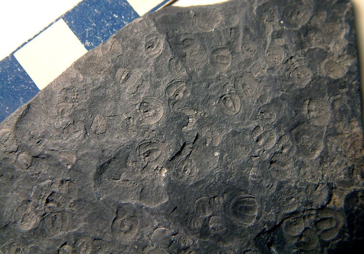 Alum Shale Formation FileGoniagnostus nathorsti fossil trilobites Alum Shale Formation