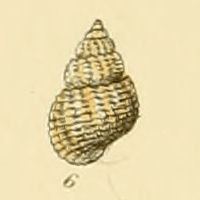 Alvania cimicoides - Alchetron, The Free Social Encyclopedia