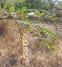 Alvaradoa amorphoides httpsuploadwikimediaorgwikipediacommonsthu
